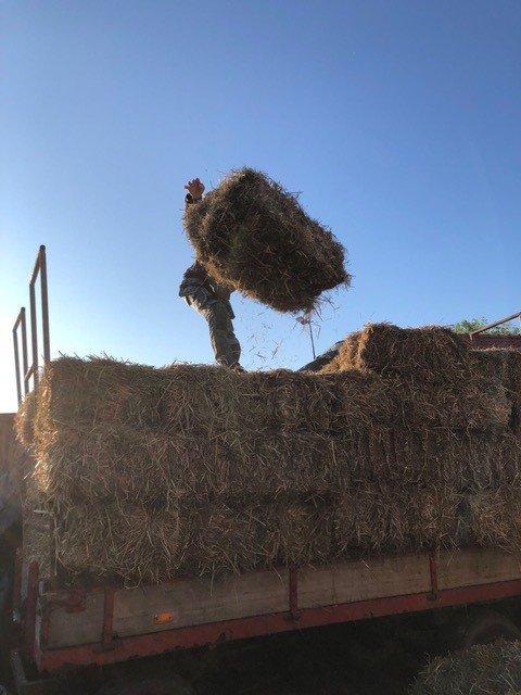 Nieuws: Strobalen isolatie geplaatst bij Ecologische boerderij, Werkhoven